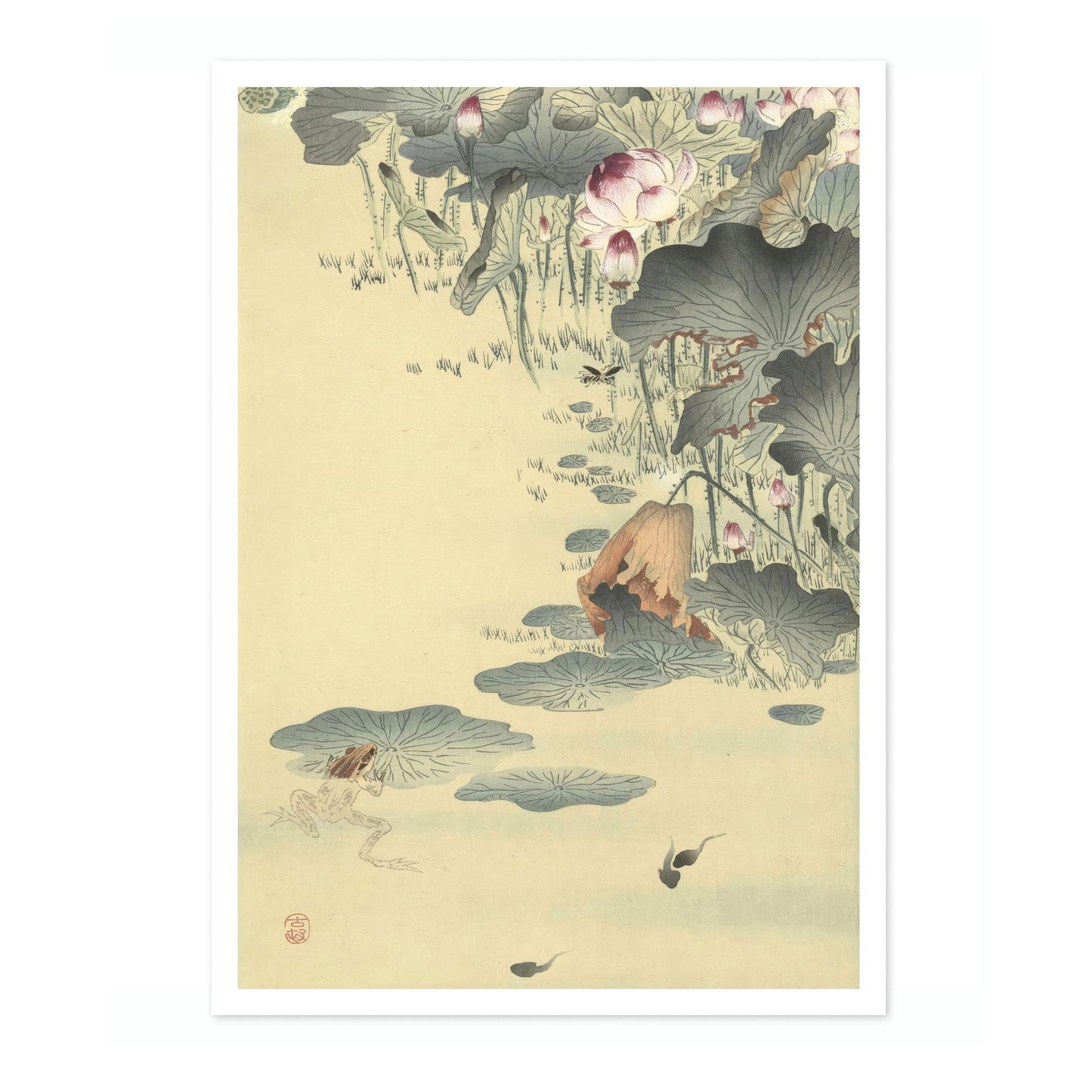 Kikker en Kikkervisjes