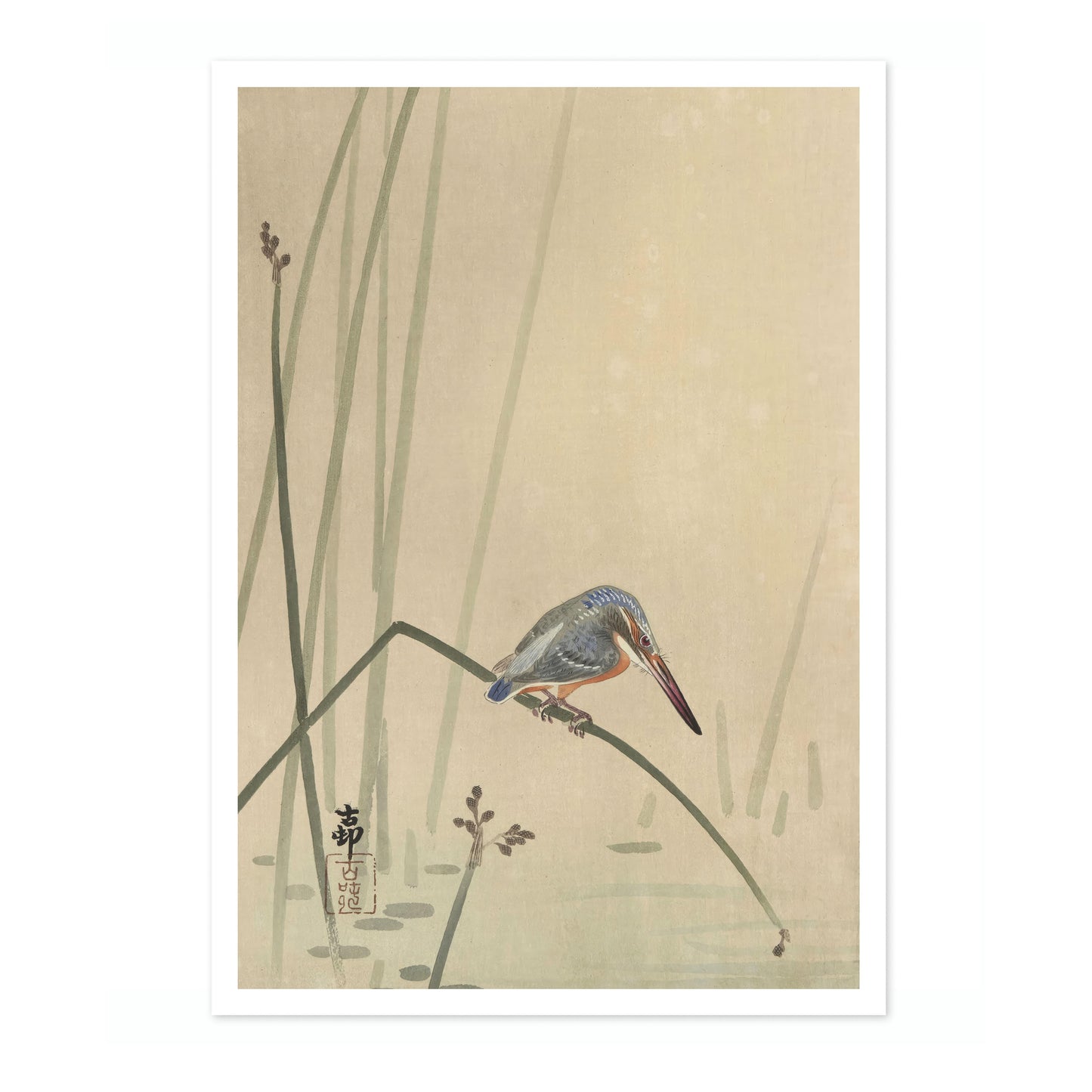 Martin-pêcheur perché sur une tige d'eau