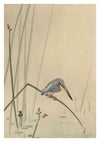 Kingfisher Perched on Water Stem print