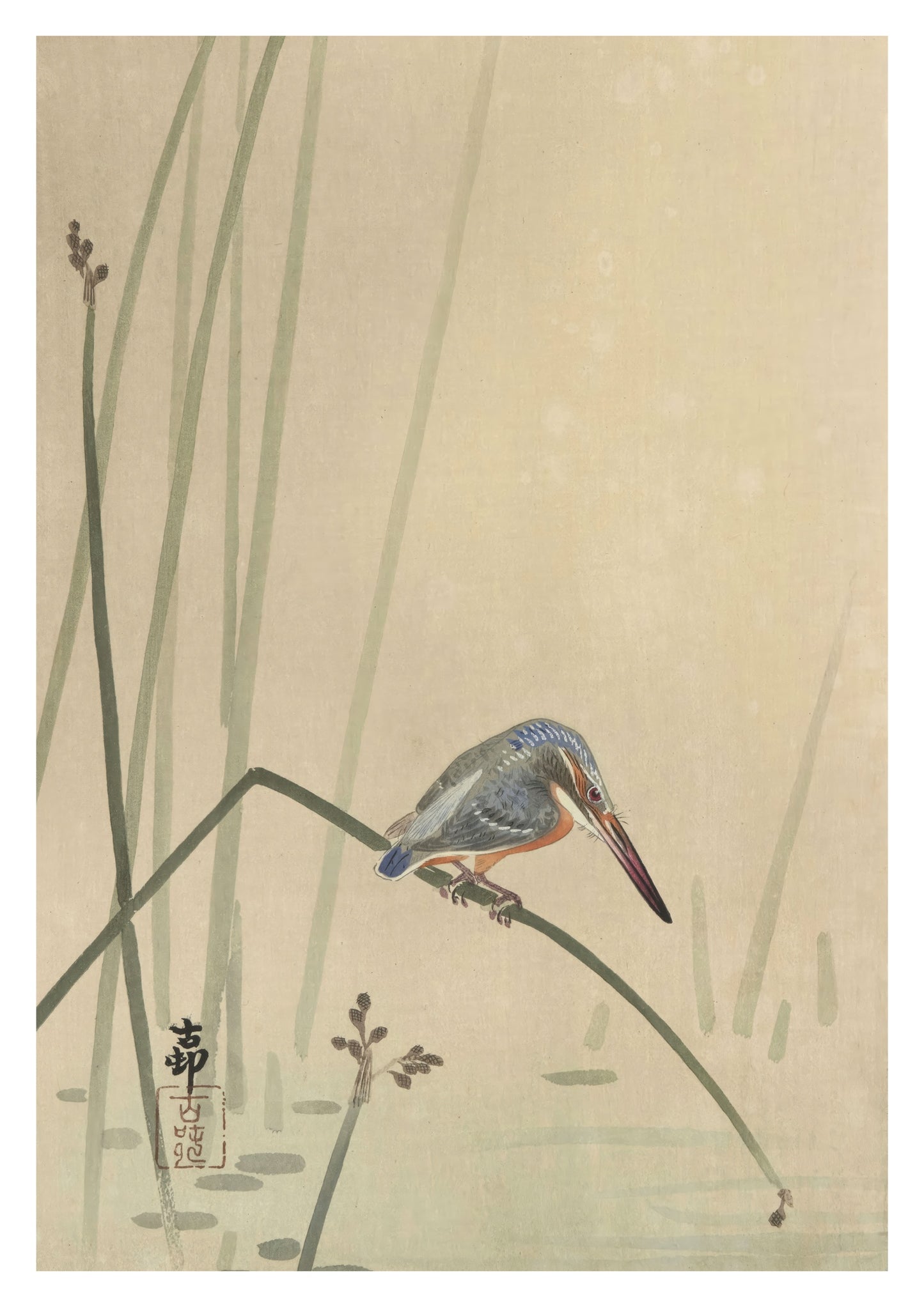 Martin-pêcheur perché sur une tige d'eau