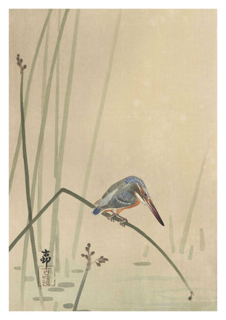 Martin-pêcheur perché sur une tige d'eau print