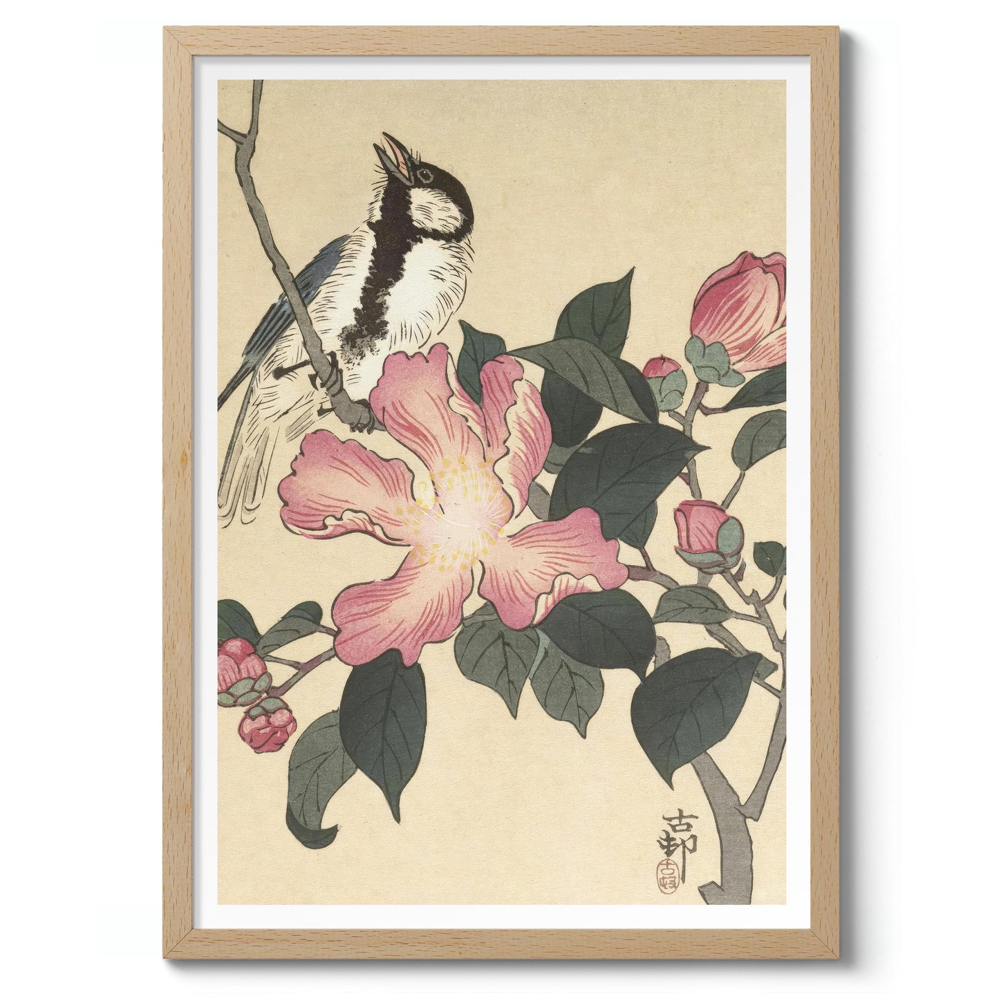 Talgoxe på gren med rosa blommor