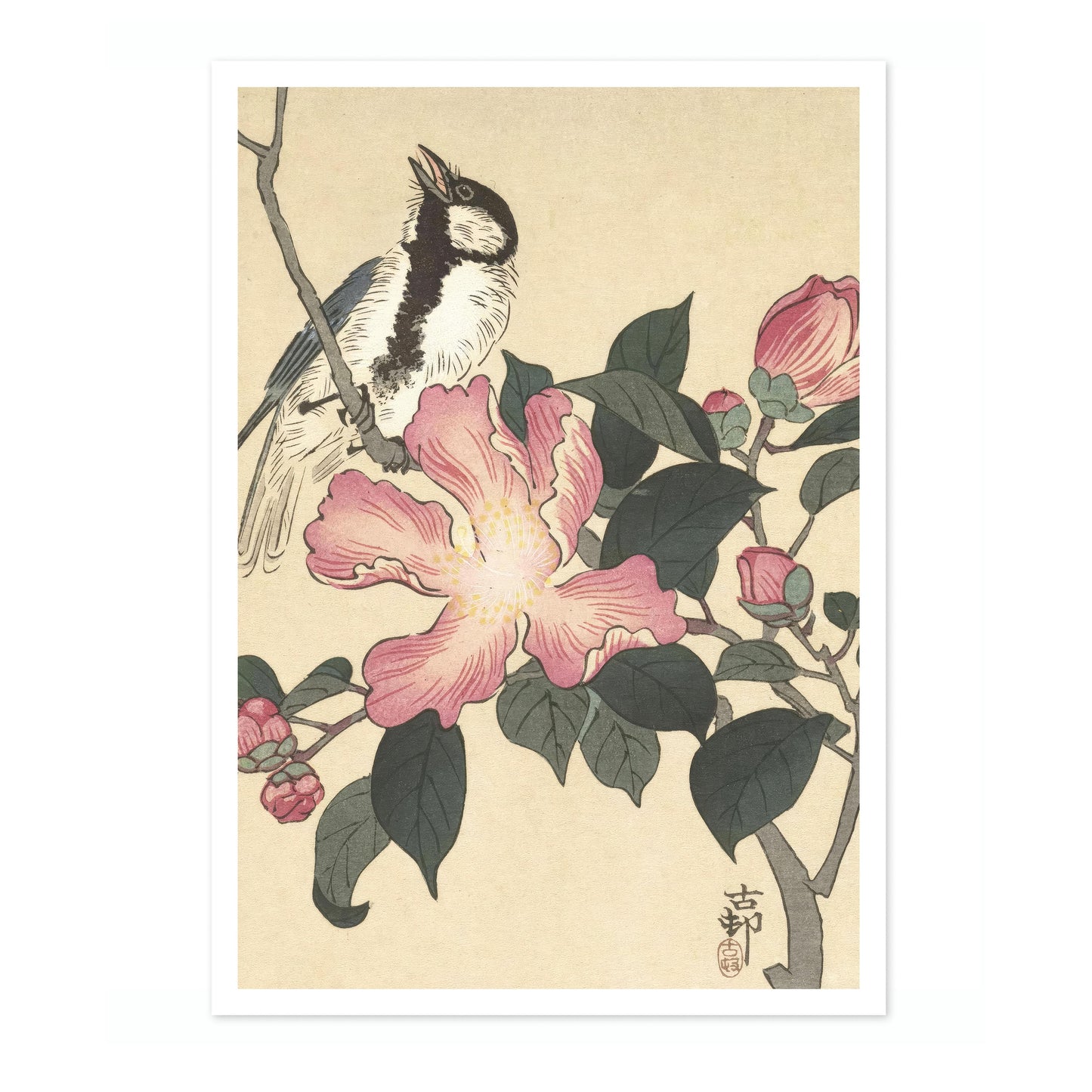 Talgoxe på gren med rosa blommor