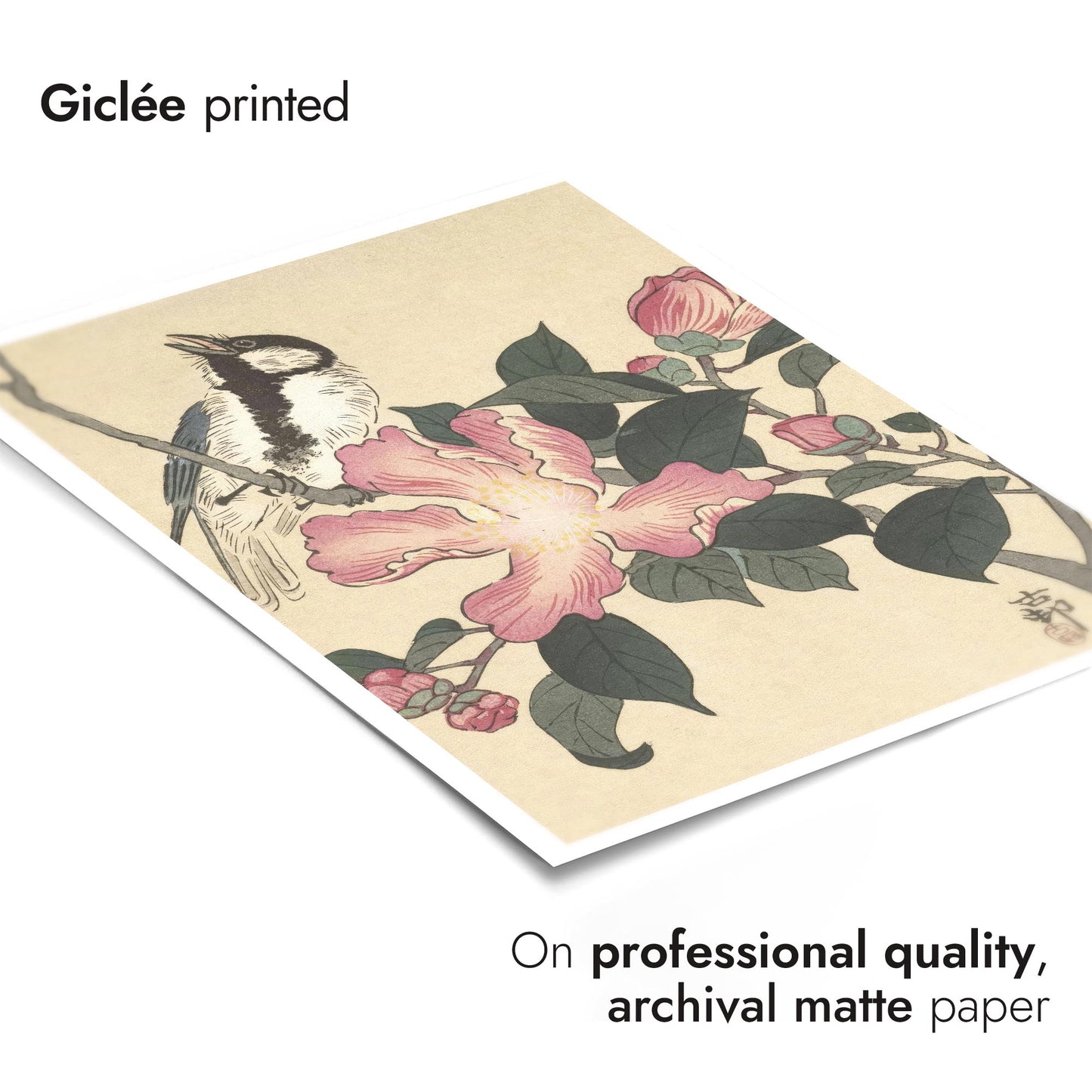 Talgoxe på gren med rosa blommor