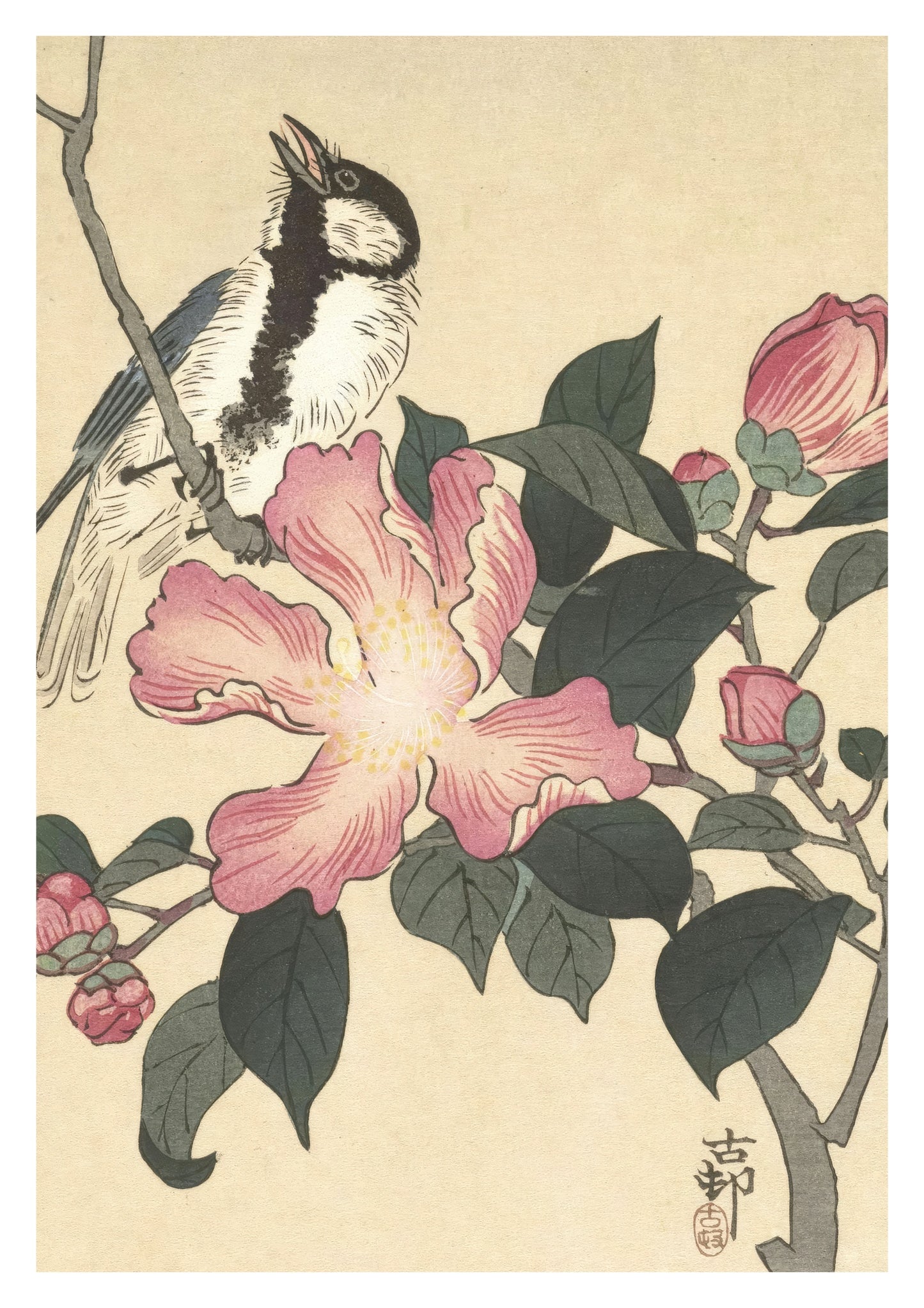 Talgoxe på gren med rosa blommor