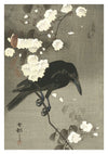 Crow with Cherry Blossom print