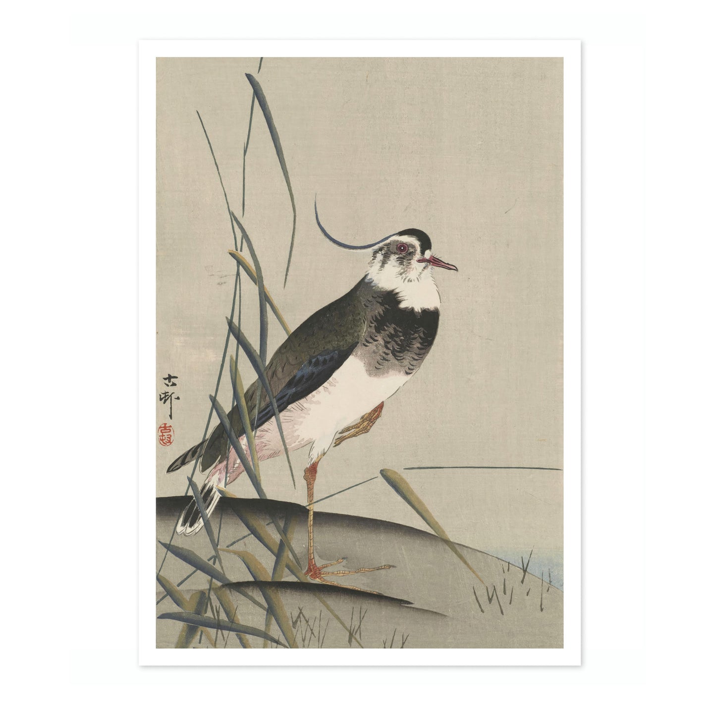 Northern Lapwing & Reeds