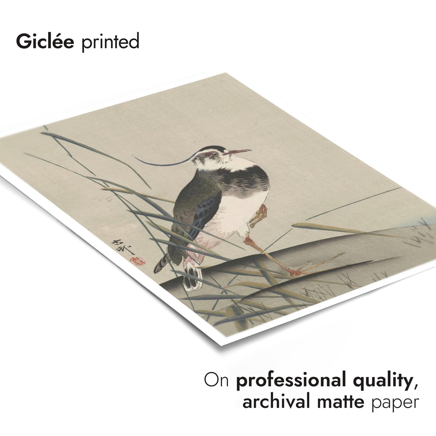 Northern Lapwing & Reeds