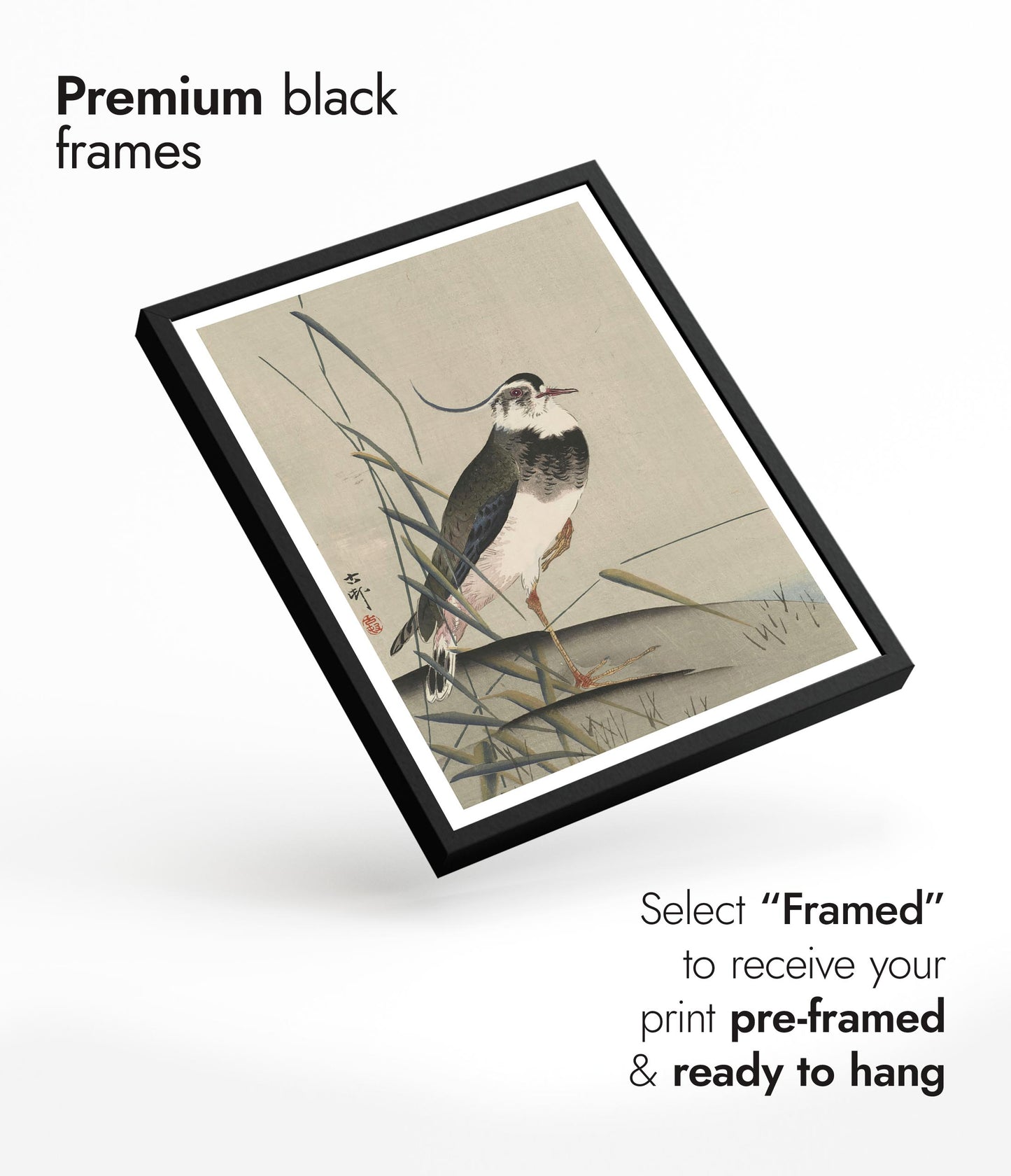 Northern Lapwing & Reeds