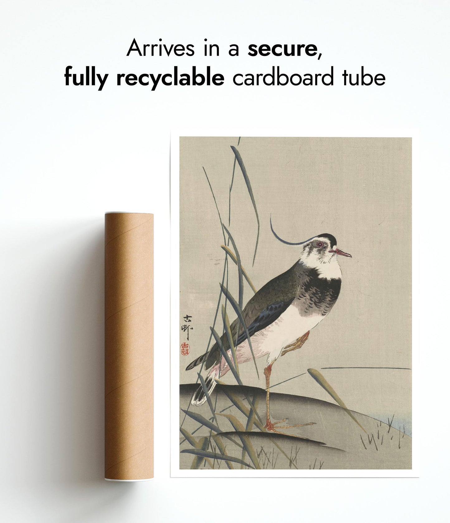 Northern Lapwing & Reeds