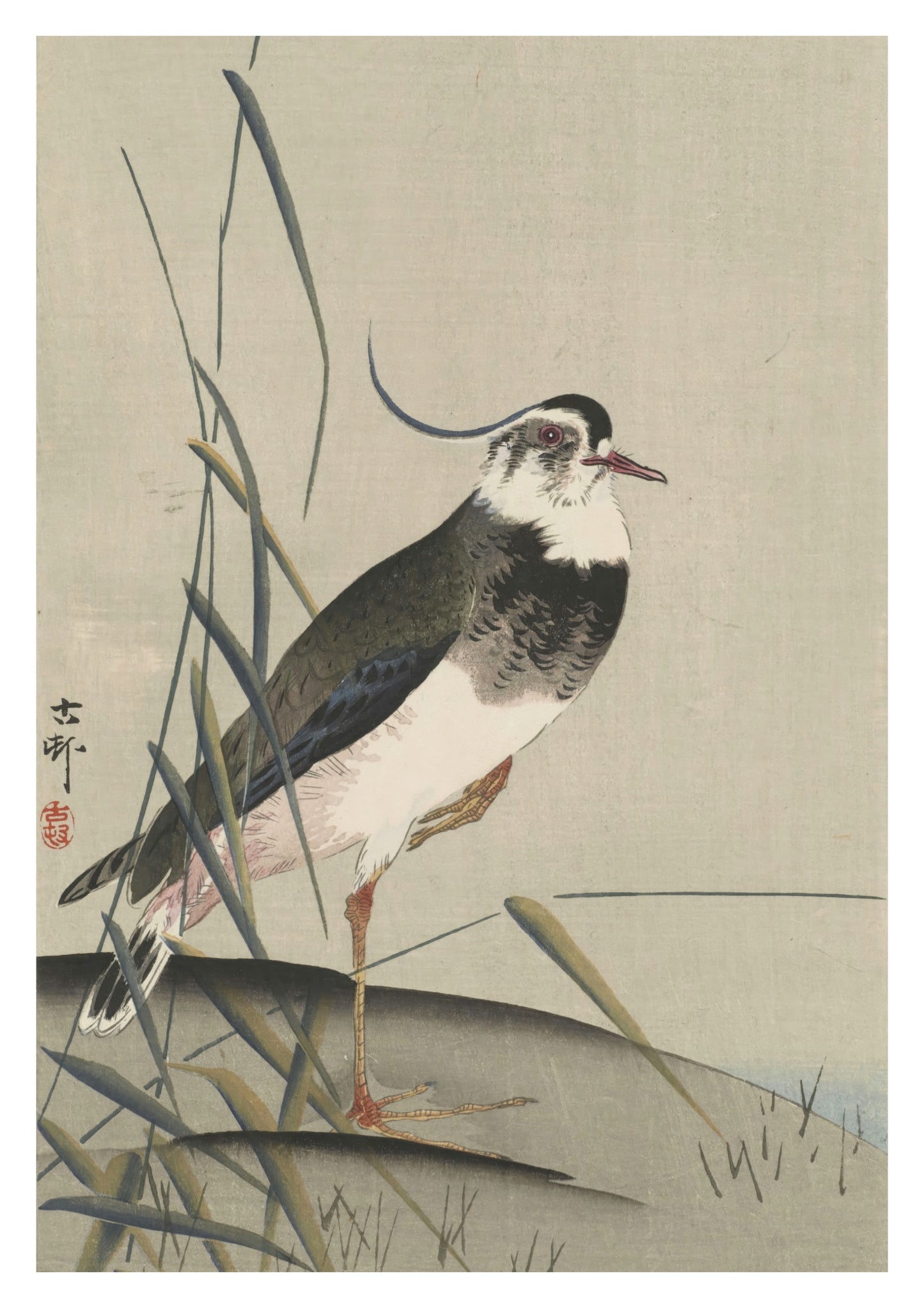 Northern Lapwing & Reeds