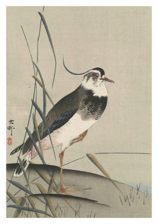 Northern Lapwing & Reeds print