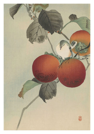 Nötkråka ovanpå persimonträdet print