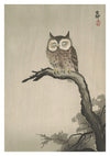 Owl on Tree print