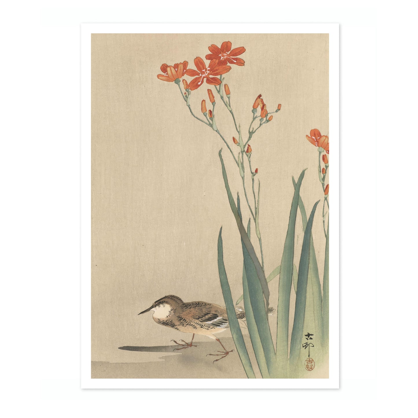 Pipit & Crocosmia Aurea