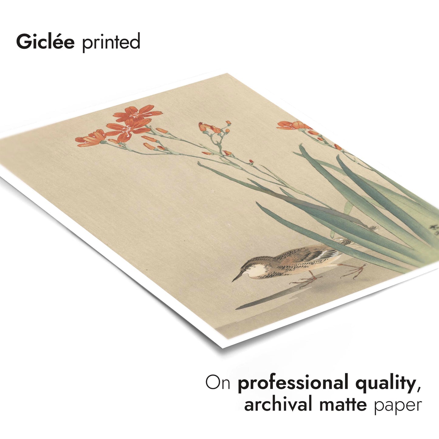 Pipit & Crocosmia Aurea