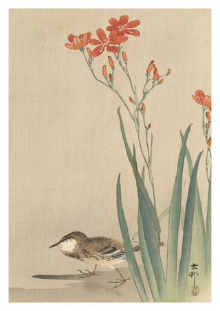 Pipit & Crocosmia Aurea print