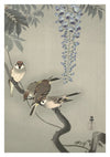 Tree Sparrows near Wisteria print