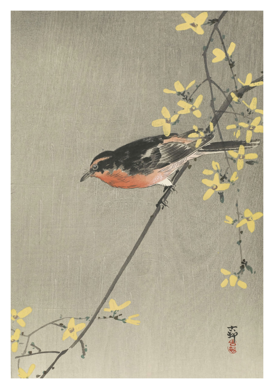 Zangvogel Zittend op Bloeiende Forsythia - Print Only frame