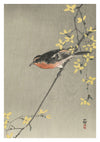 Songbird Perched on Flowering Forsythia print