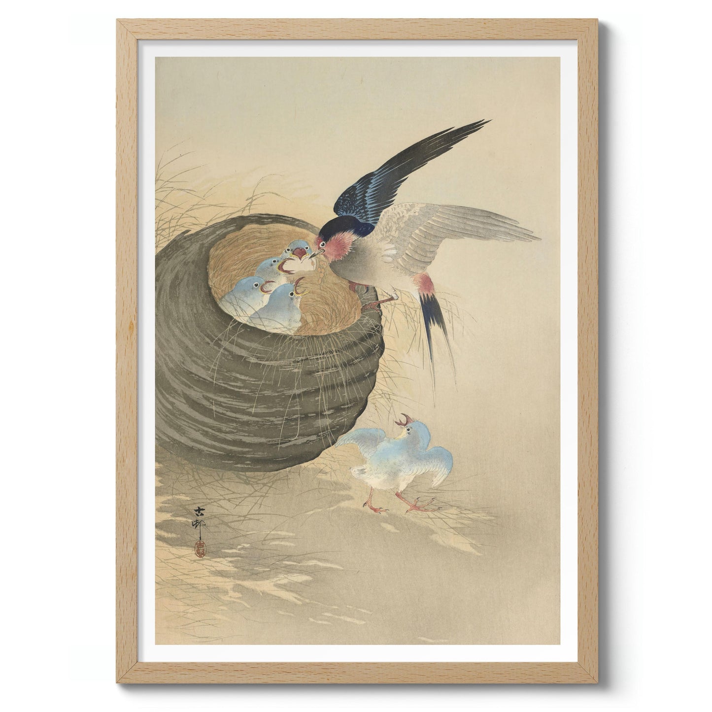 Swallow Feeding Babies in Nest