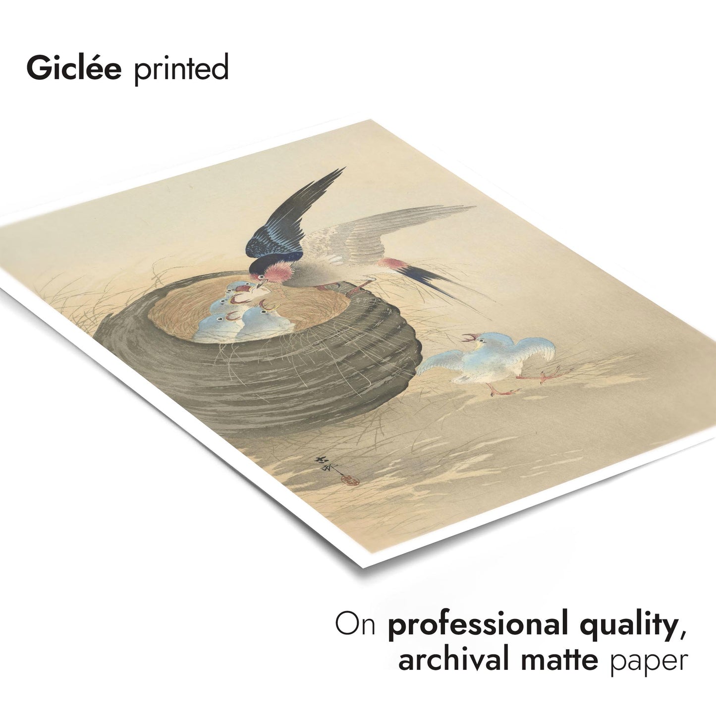 Swallow Feeding Babies in Nest