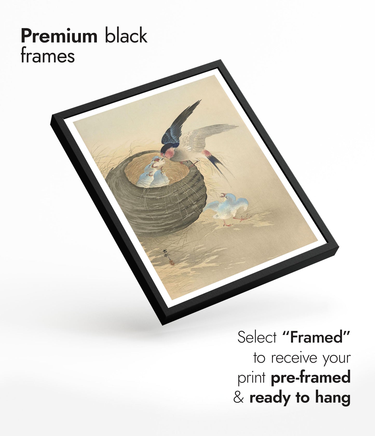 Swallow Feeding Babies in Nest