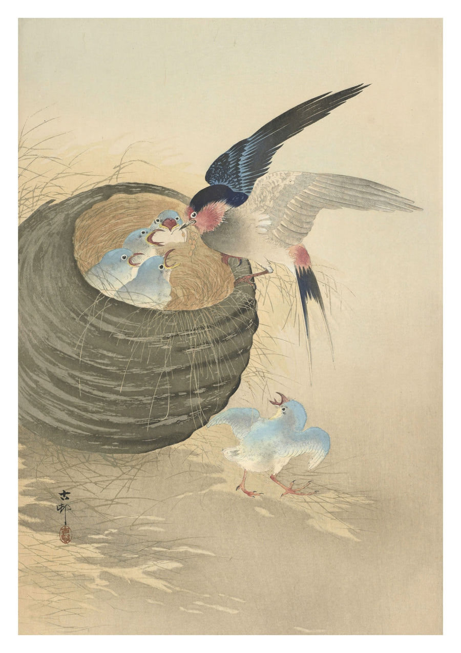 Jonge vogels die in het nest worden gevoed door de ouders - Print Only frame