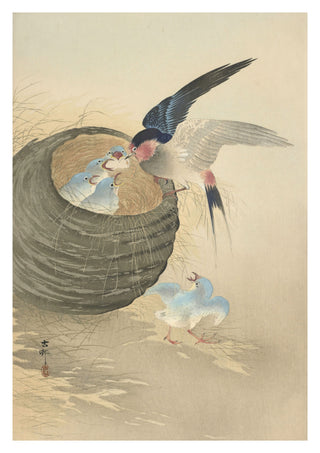 Swallow Feeding Babies in Nest print