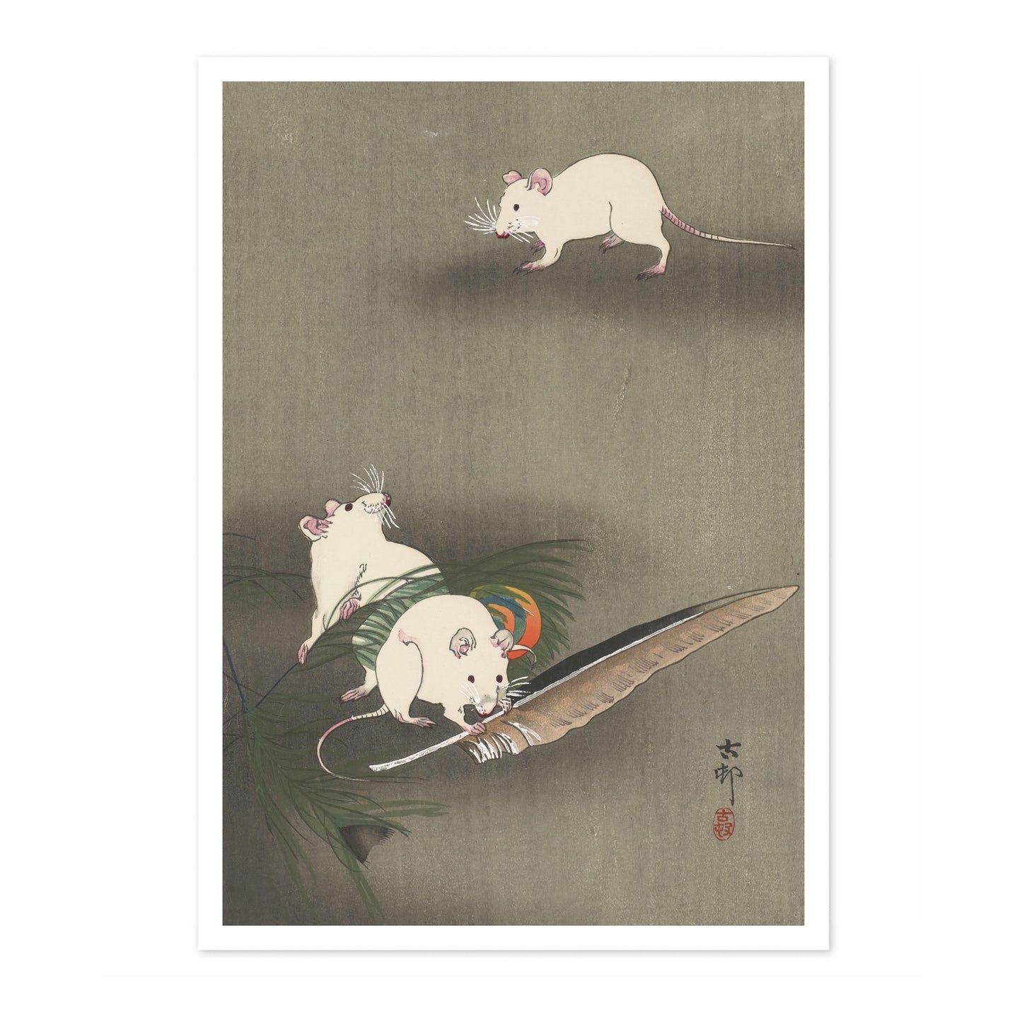 Trois souris blanches et une plume