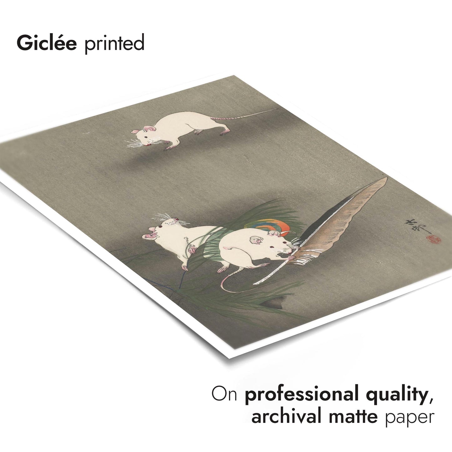 Trois souris blanches et une plume