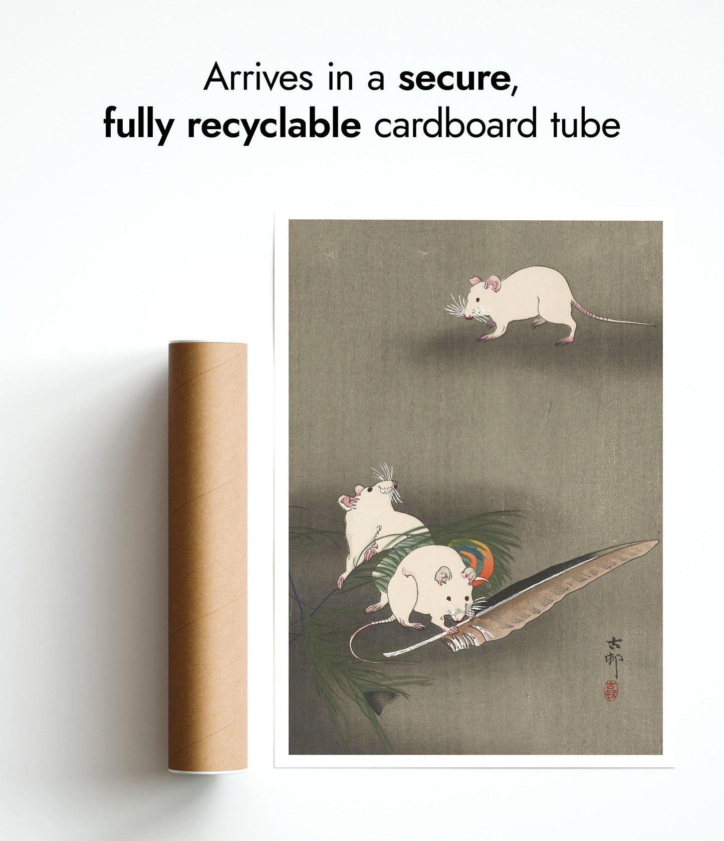 Trois souris blanches et une plume