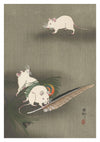 Three White Mice & a Feather print