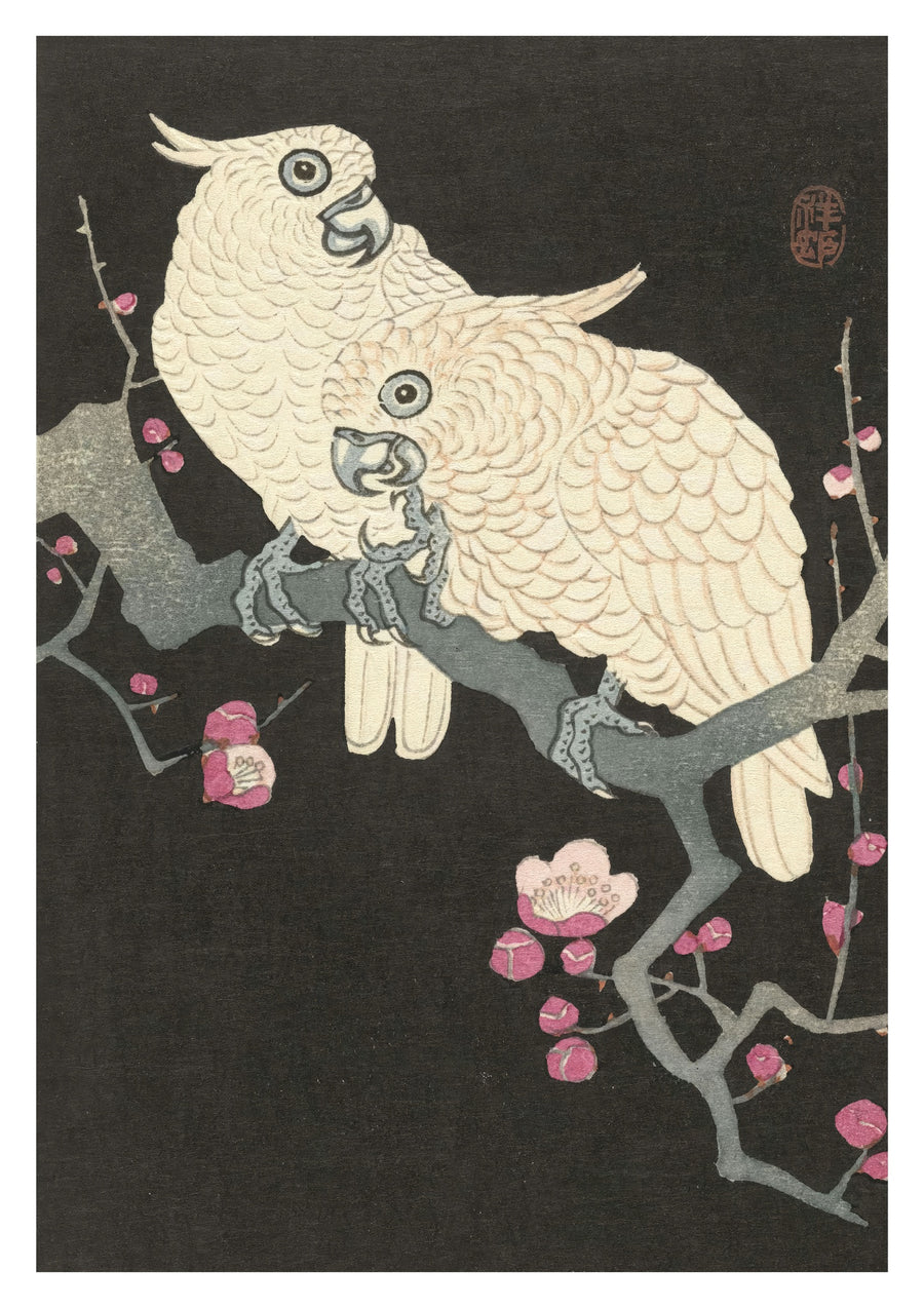 Two Cockatoos on Branch with Plum Blossom - Print Only frame