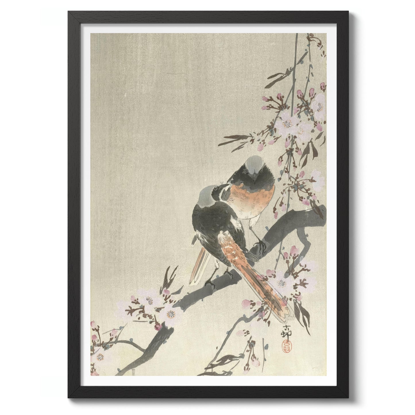 Deux Rougequeues de Siegel avec des fleurs de cerisier