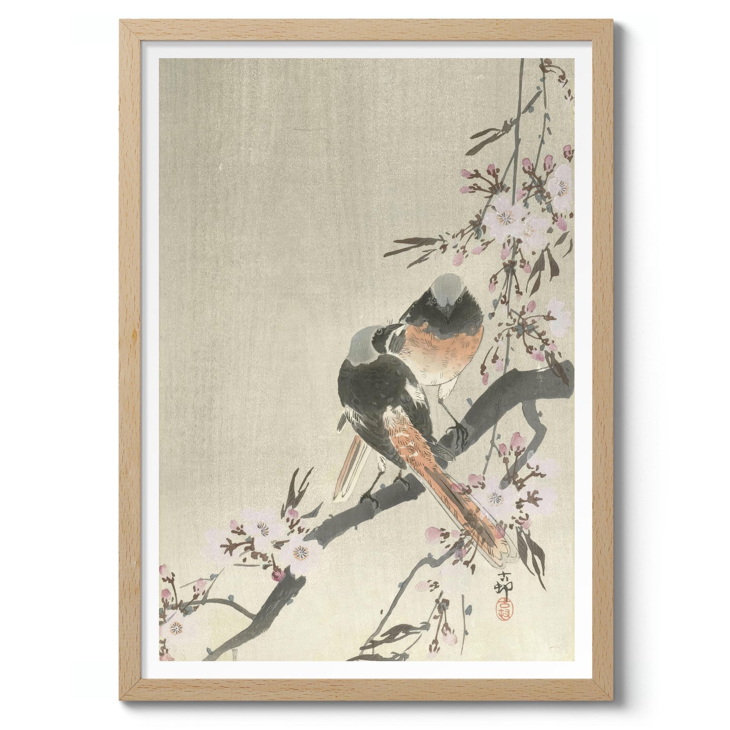 Deux Rougequeues de Siegel avec des fleurs de cerisier