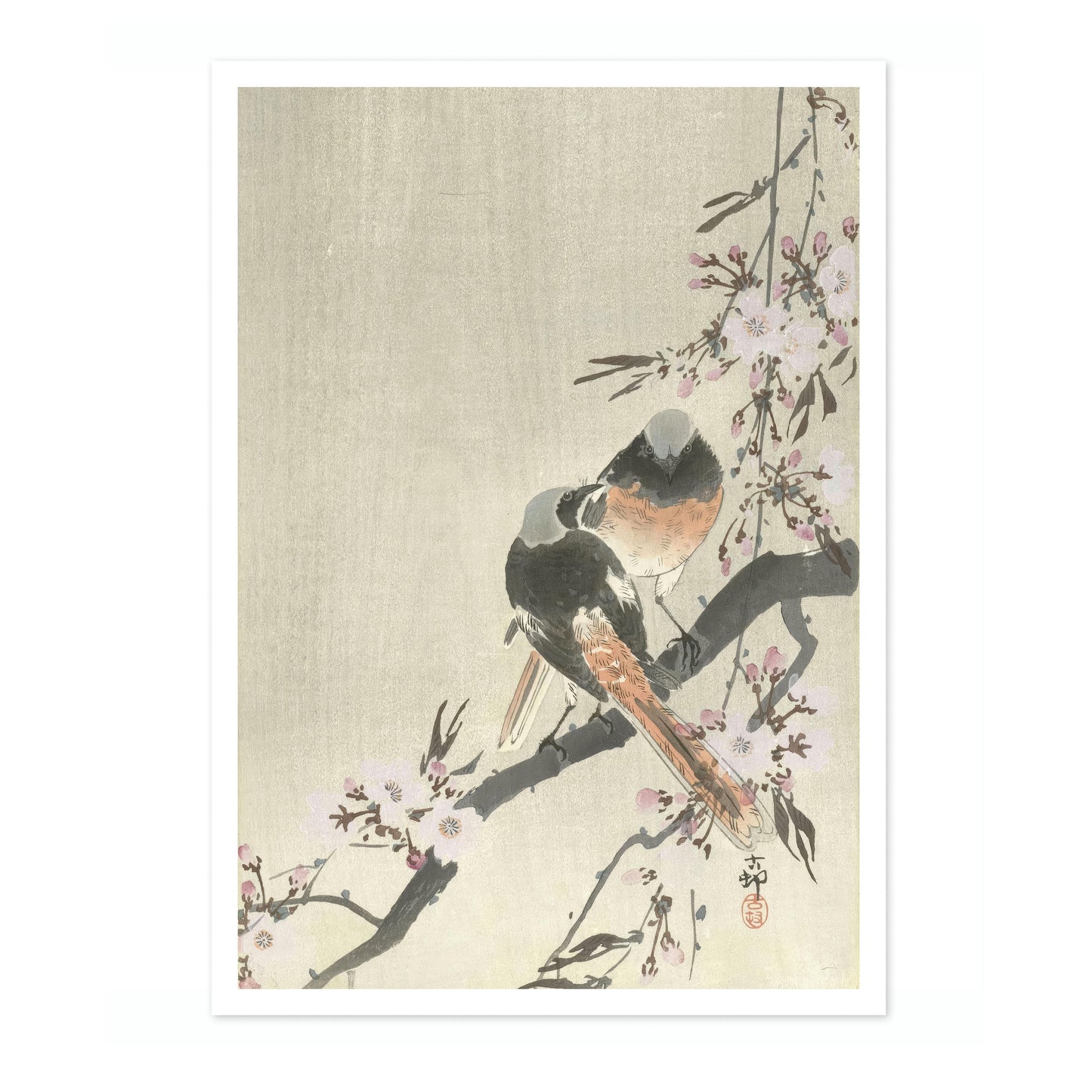 Deux Rougequeues de Siegel avec des fleurs de cerisier