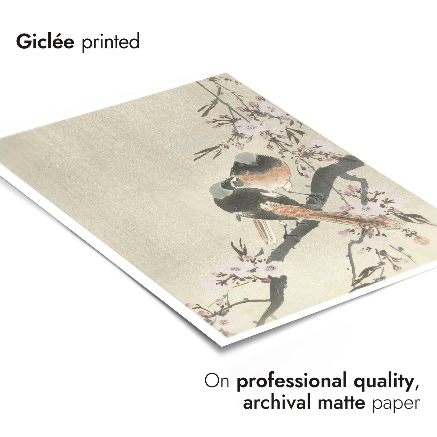 Deux Rougequeues de Siegel avec des fleurs de cerisier