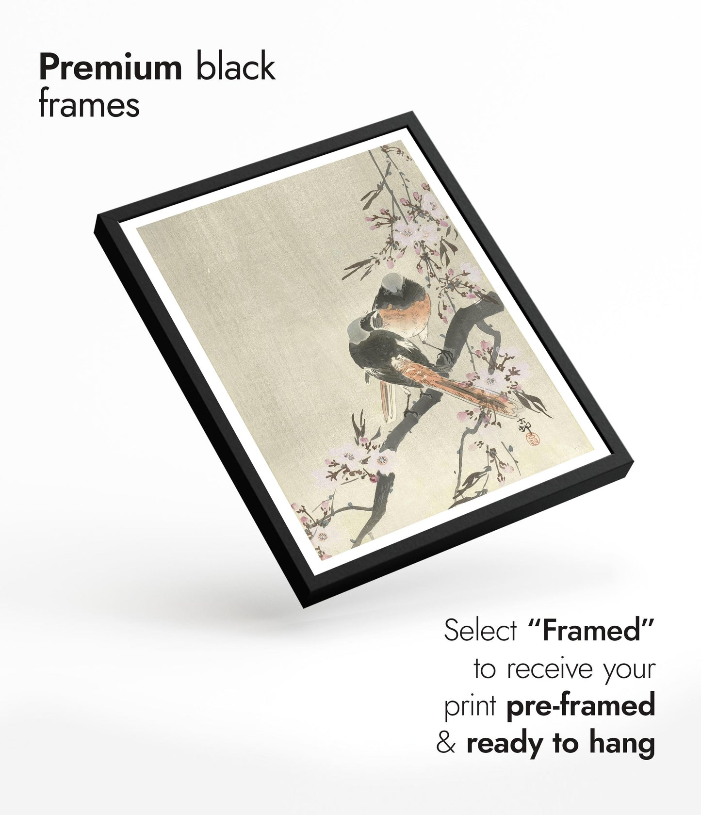 Deux Rougequeues de Siegel avec des fleurs de cerisier