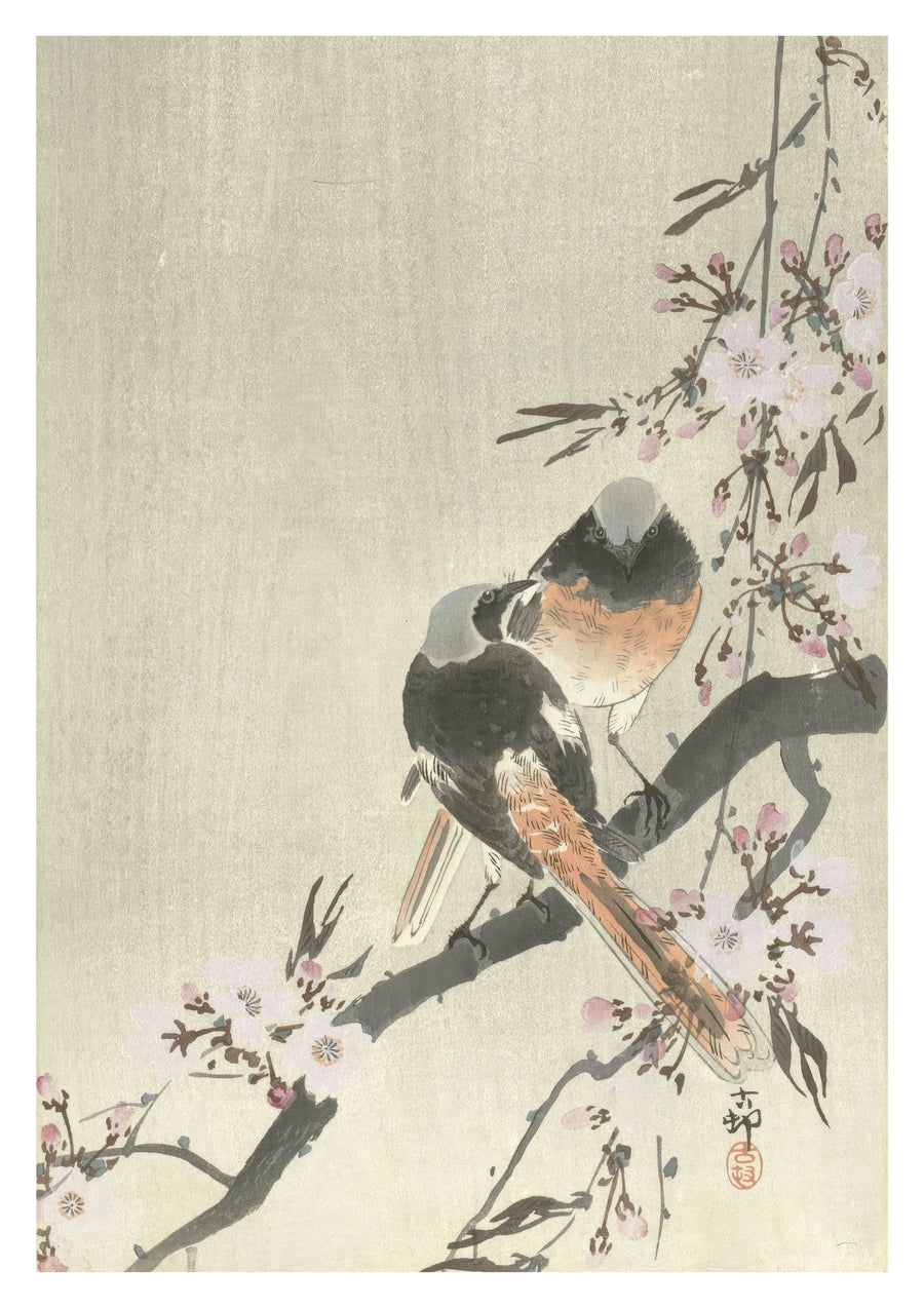Twee Siegel Redstarts met kersenbloesems - Print Only frame