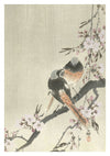 Two Siegel Redstarts with Cherry Blossoms print