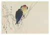 Two Swallows Perched on Weeping Cherry print