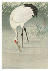 Fishing Crane in Shallow Water print