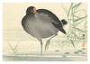Moorhen print