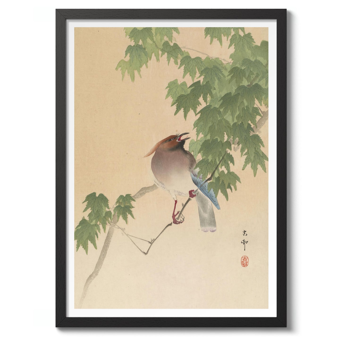 Waxwing op esdoornboom