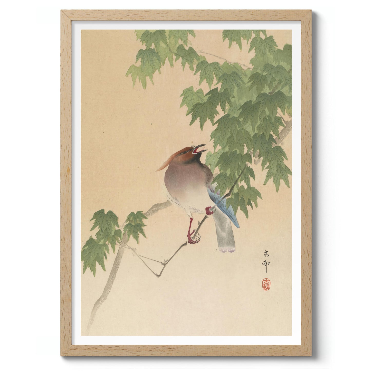 Waxwing op esdoornboom