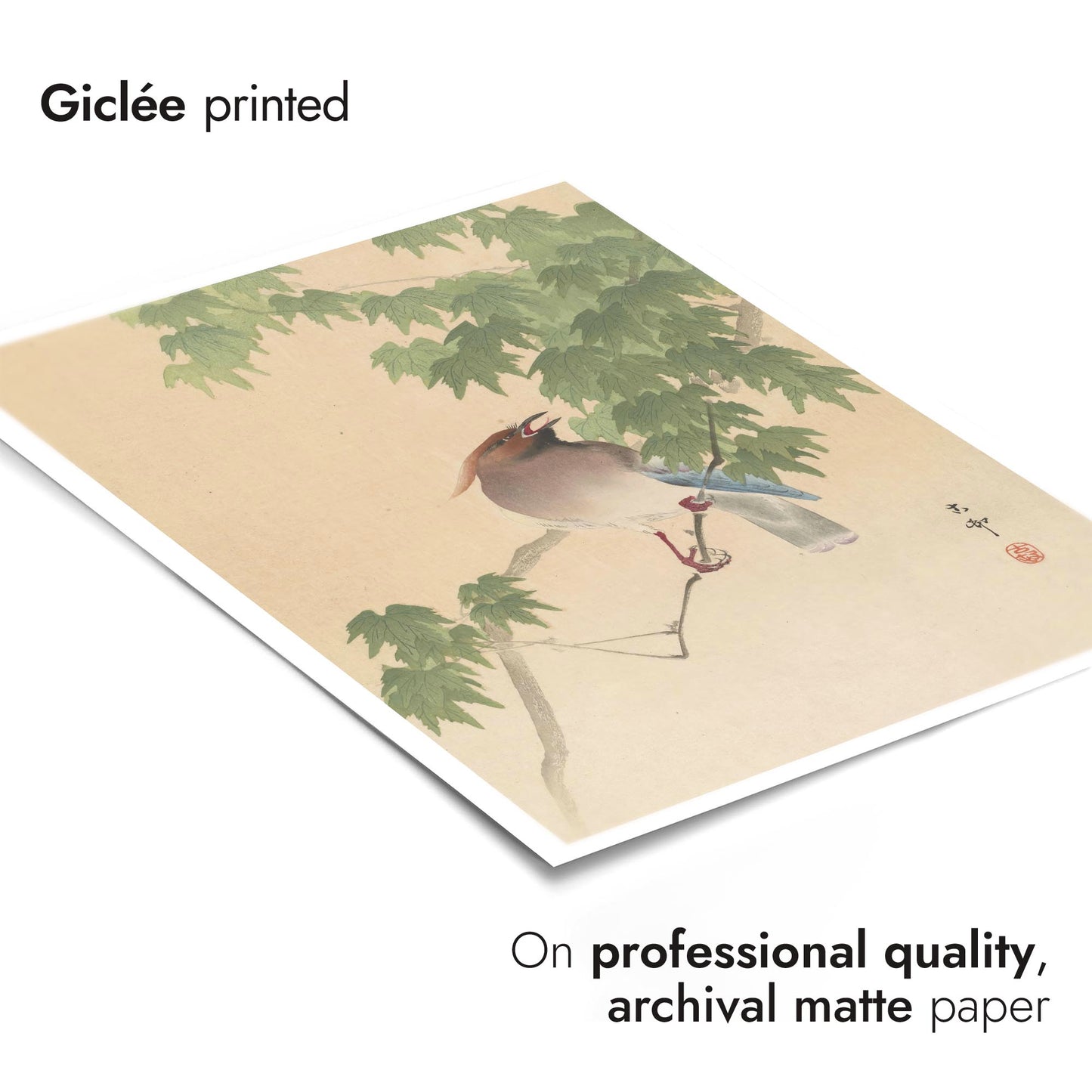 Waxwing op esdoornboom