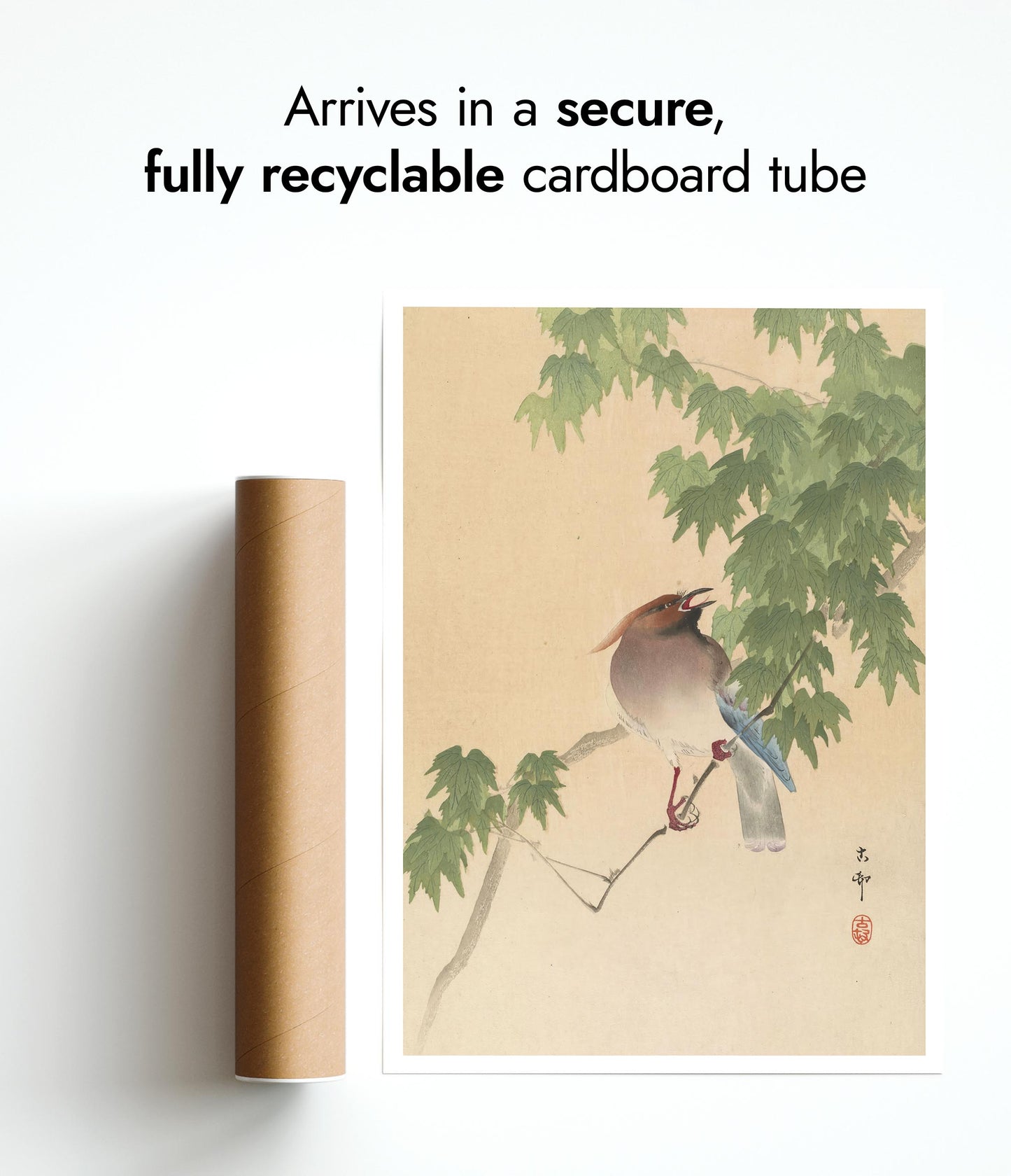 Waxwing op esdoornboom