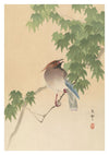 Waxwing on Maple Tree print
