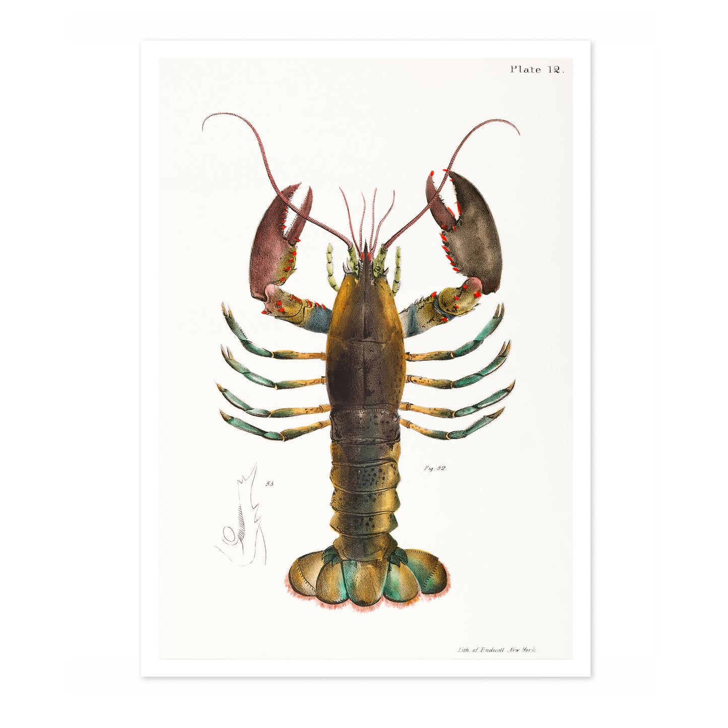Homard américain (Homarus Americanus)